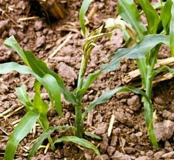 Managing Stalk Borers in Corn